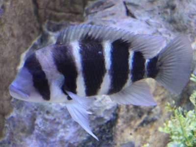 Frontosa Cichlid