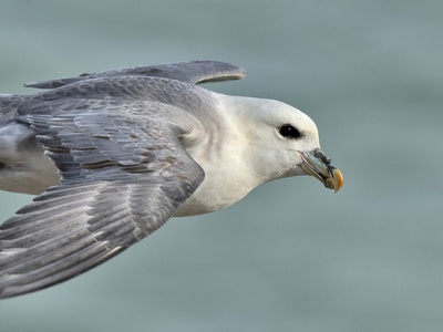 Fulmar