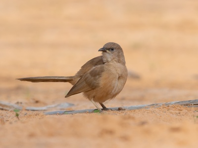 Fulvous Babbler