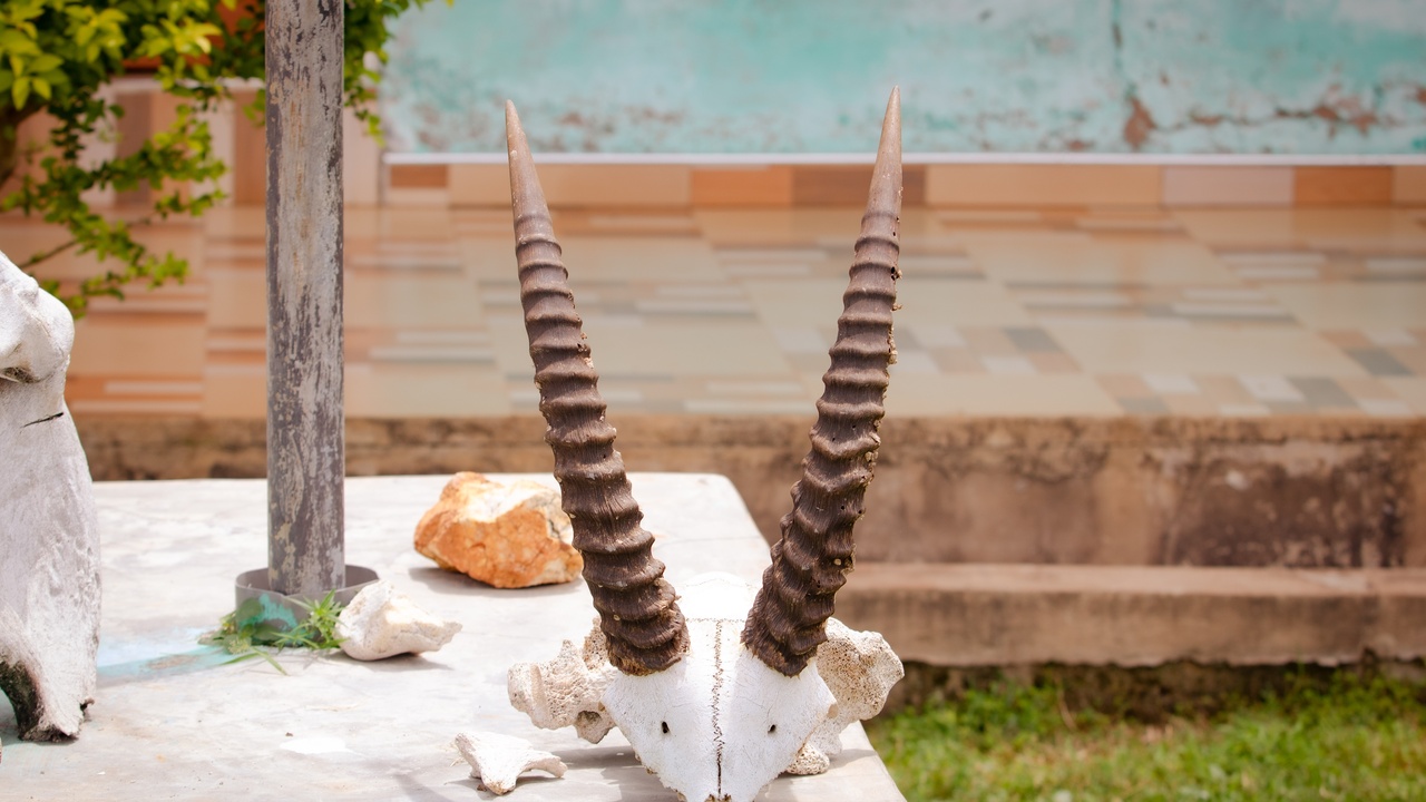 Animals using horns and antlers; cultural uses like shofar and antler trophies
