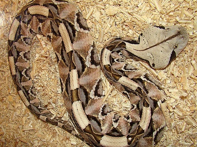 Gaboon Viper