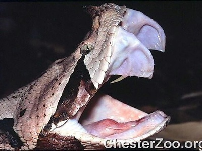 Gaboon Viper