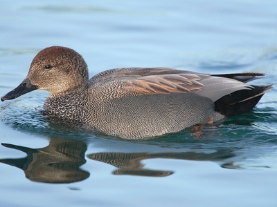 Gadwall