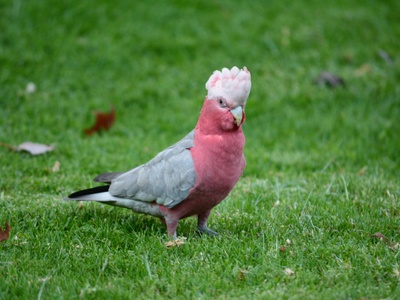 Galah