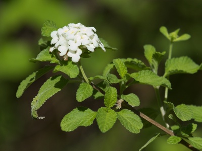 Galápagos Lantana