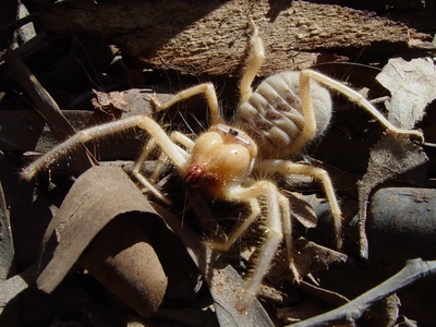 Galeodes camel spider