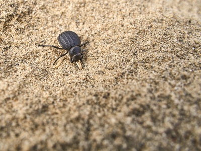 Galite Ground Beetle