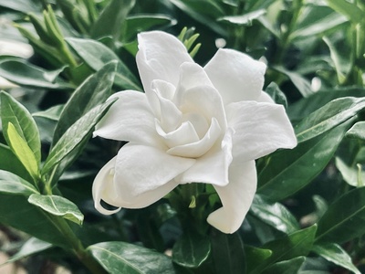 Gardenia