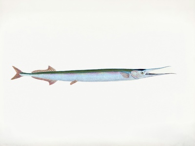 Garfish