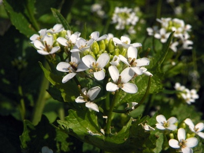Garlic Mustard