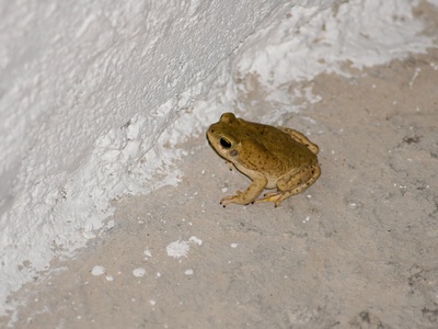 Gau Ground Frog