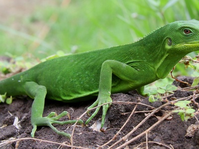 Gau Iguana