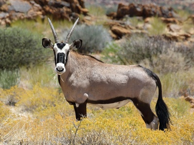 Gemsbok