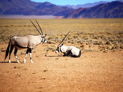 Gemsbok (Oryx)