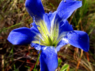 Gentian