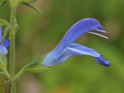 Gentian Sage