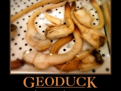 Geoduck