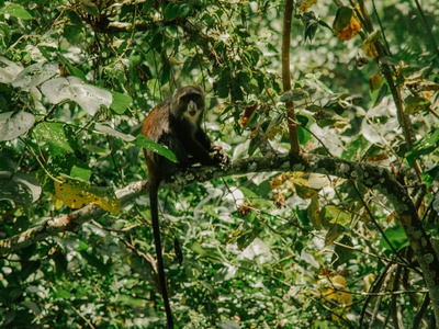 Geoffroy's Spider Monkey