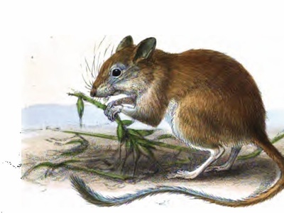 Gerbil (Balochistan)
