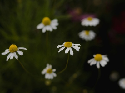 German Chamomile
