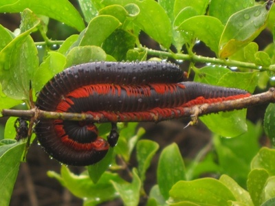 Giant African millipede