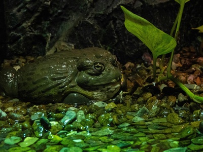 Giant Asian River Toad