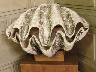 Giant Clam