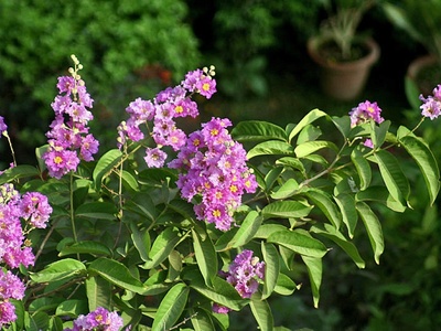 Giant Crape-myrtle