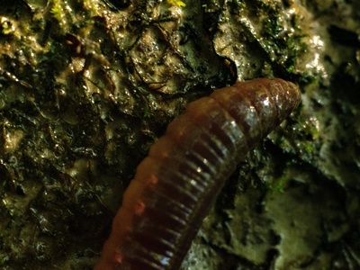 Giant Gippsland earthworm