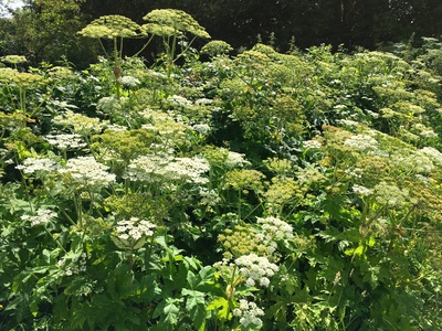 Giant hogweed
