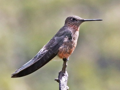 Giant Hummingbird