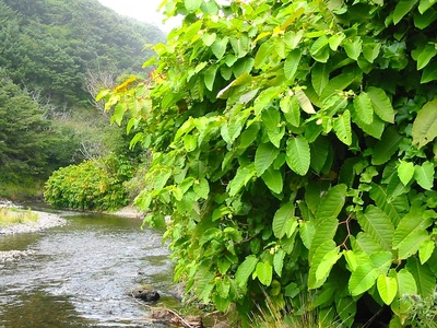 Giant knotweed