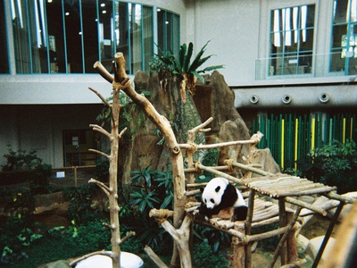 Giant panda (duplicate avoided)