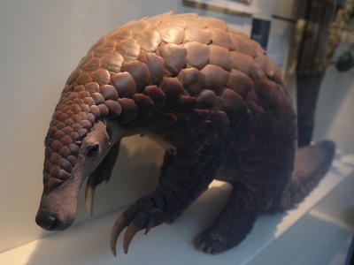 Giant Pangolin