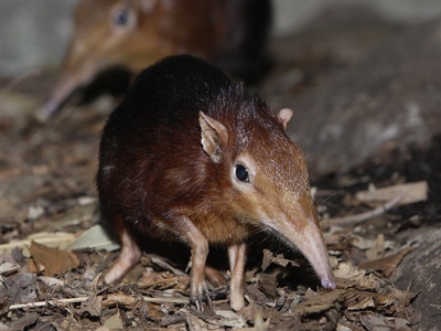 Giant sengi