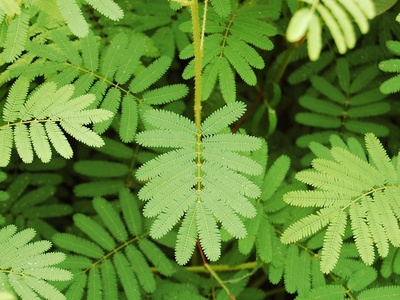 Giant Sensitive Plant
