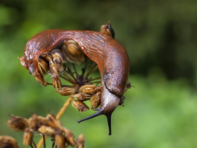 Giant vinegaroon (whip scorpion)