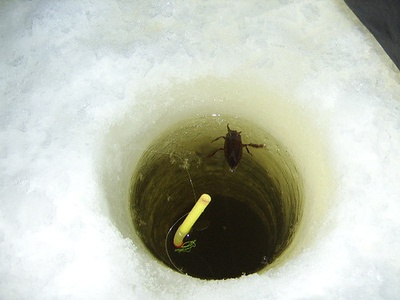 Giant Water Scavenger Beetle