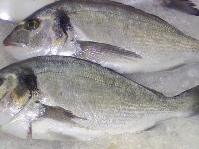 Gilt-head seabream