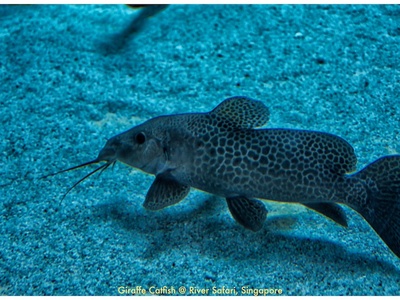 Giraffe Catfish