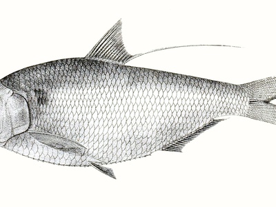Gizzard Shad
