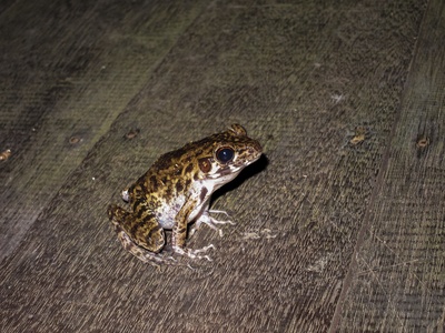 Glandular Frog