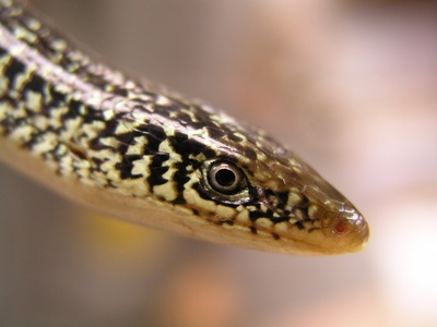 Glass Lizard