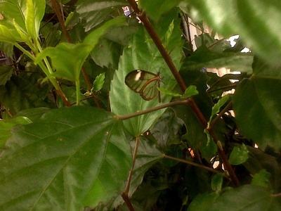 Glasswing Butterfly