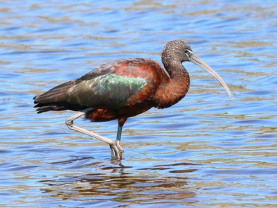 Glossy Ibis