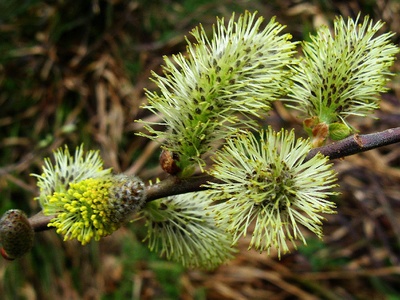 Goat willow