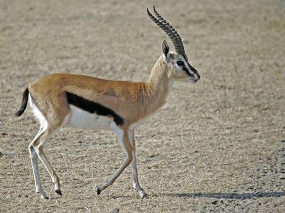 Goitered gazelle