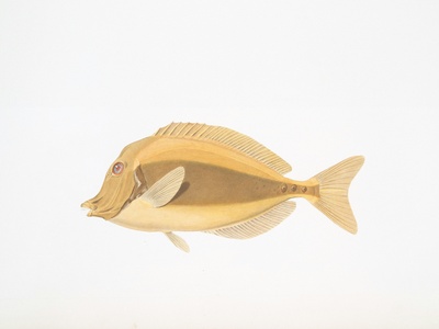 Goldband goatfish
