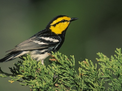 Golden-cheeked Warbler