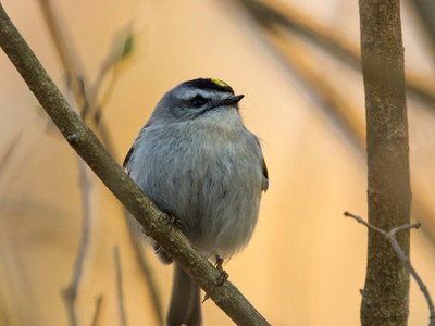 Golden-crowned Kinglet